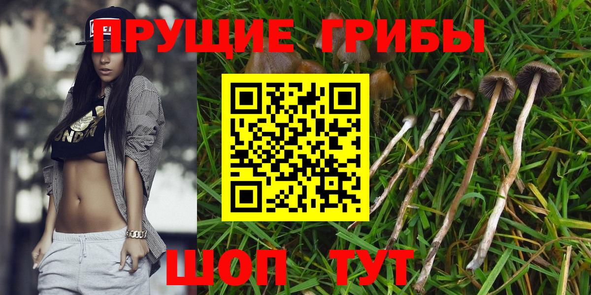 Алексеевка  Галлюциногенные грибы Psilocybe  Вход с VPN 